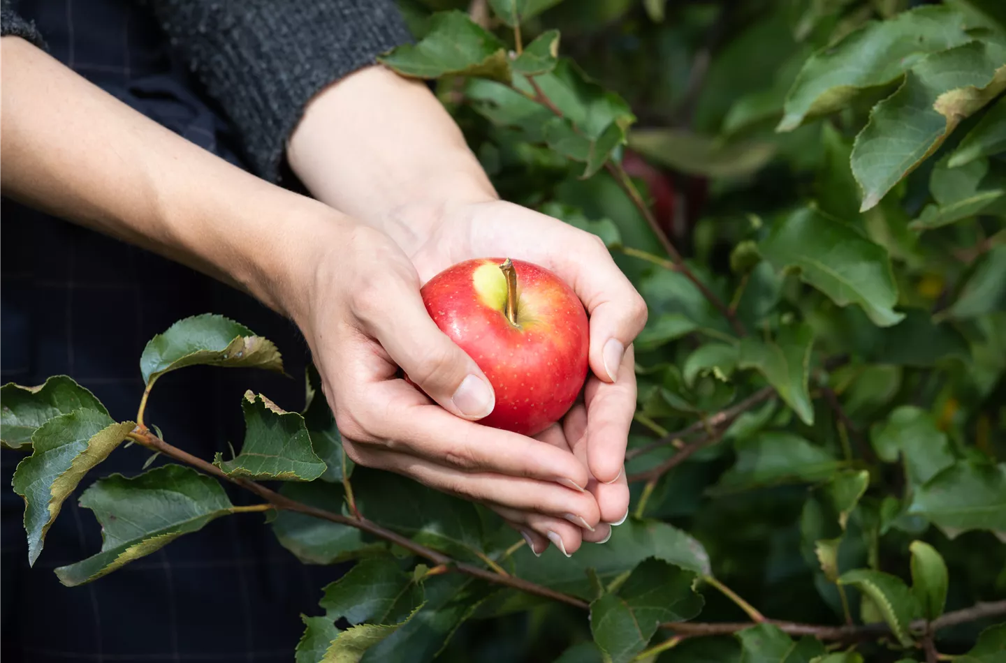 Apfel in der Hand (GS613540.jpg)
