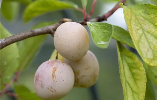 Prunus domestica \'Emmi\'