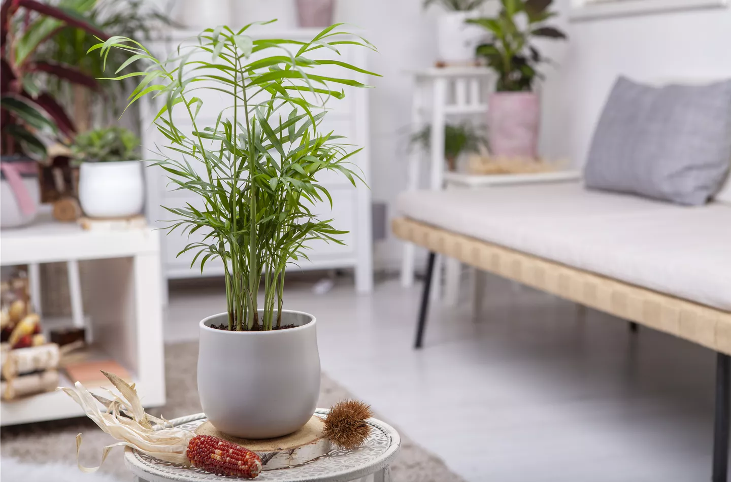 Wie versorge ich Zimmerpflanzen während eines kurzen Urlaubs?