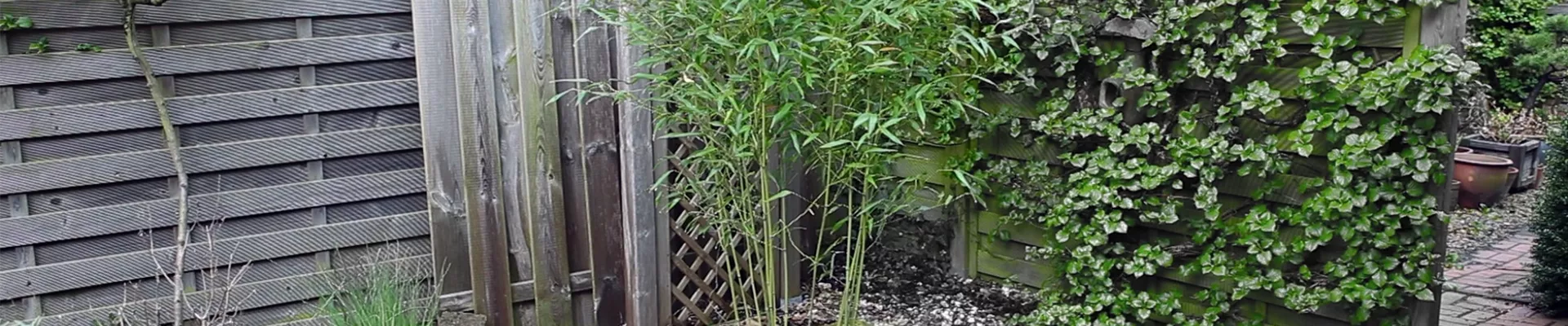 Bambus - Einpflanzen im Garten (thumbnail) Bambus - Einpflanzen im Garten (thumbnail)