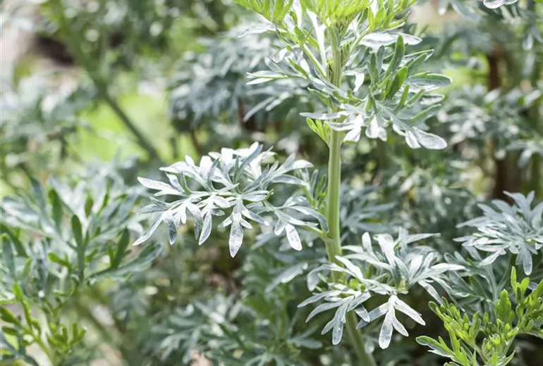 Artemisia absinthium