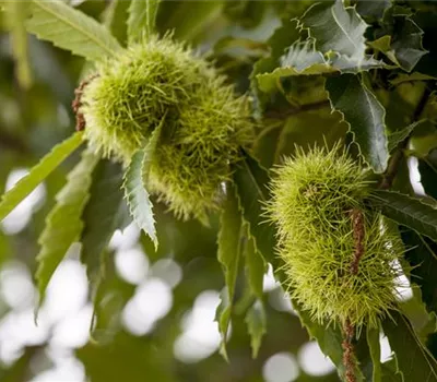 Castanea sativa 'Maraval' Castanea sativa 'Maraval'