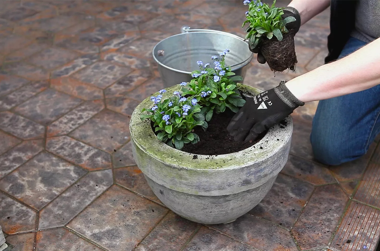 Vergissmeinnicht - Einpflanzen in ein Gefäß