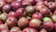 Winterapfel 'Gewürzluikenapfel'
