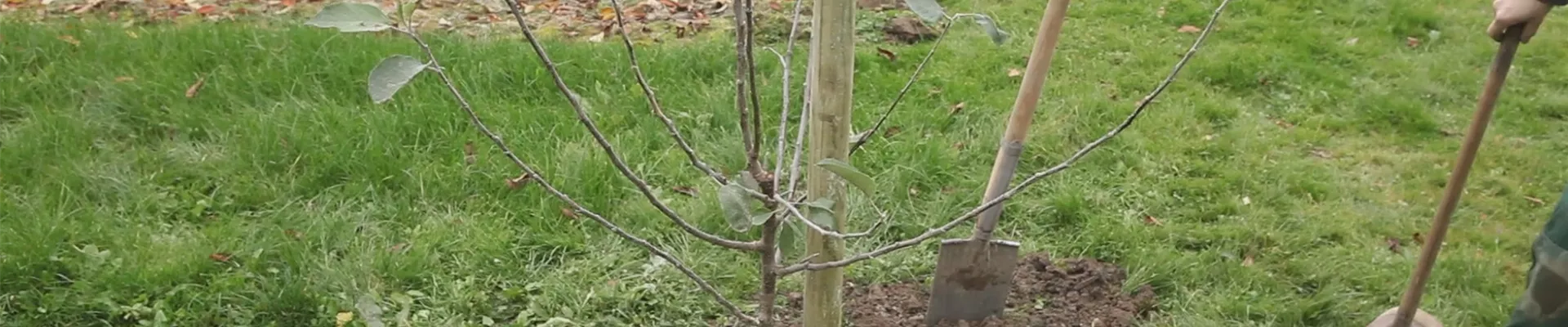 Apfelbaum - Einpflanzen im Garten (thumbnail) Apfelbaum - Einpflanzen im Garten (thumbnail)
