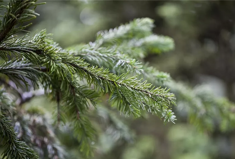 Abies sachalinensis