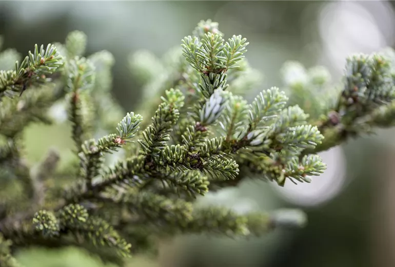 Abies koreana