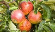 Winterapfel 'Gewürzluikenapfel'