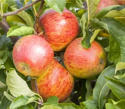 Malus domestica 'Gewürzluikenapfel'