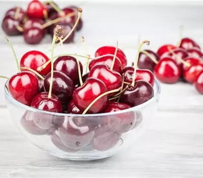 Prunus avium 'Büttners Rote Knorpelkirsche' Prunus avium 'Büttners Rote Knorpelkirsche'