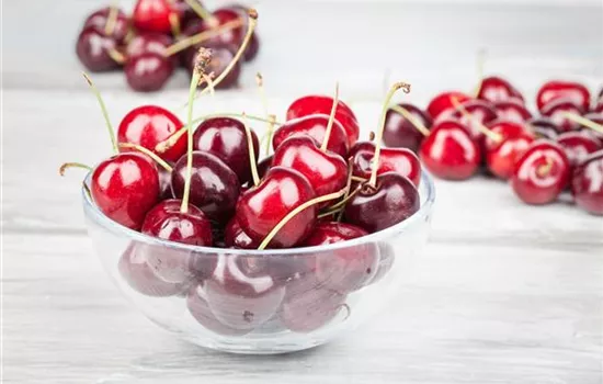 Prunus avium 'Büttners Rote Knorpelkirsche'