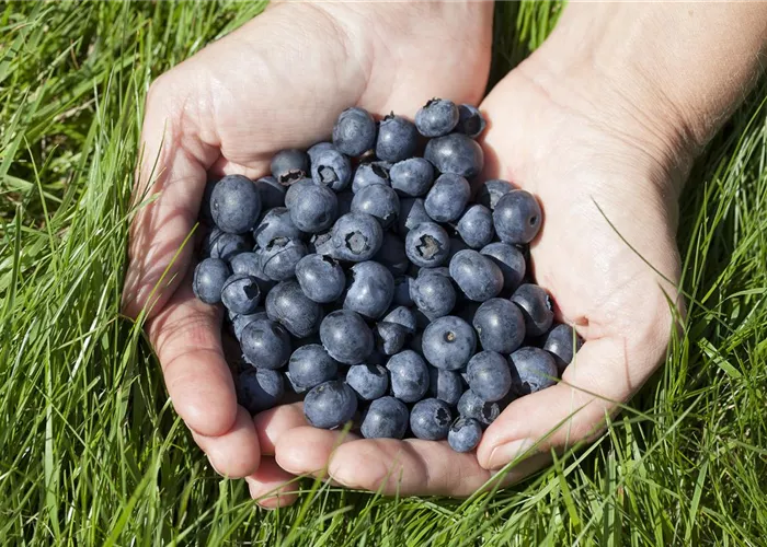 Beerenobst, Kiwi und Weinsorten