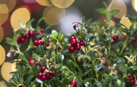 Vaccinium vitis-idaea 'Red Pearl'