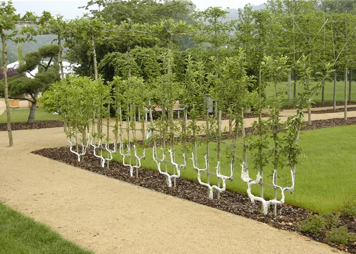 Säulenobst, Spalierobst, Zwergobst