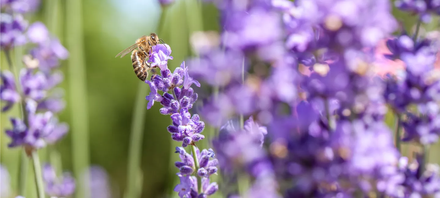 Bienenfutterpflanzen für den Balkon