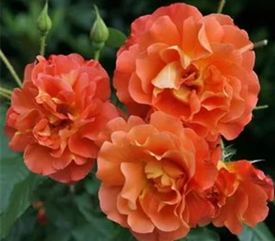 Rosa 'Westerland'®