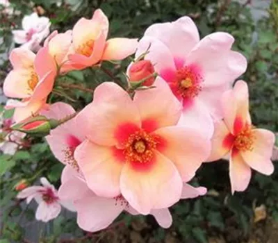 Rosa persica 'SEE YOU® in red'