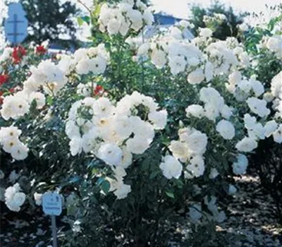 Rosa 'Schneewittchen'®