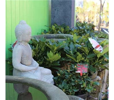 Buddah Buddah