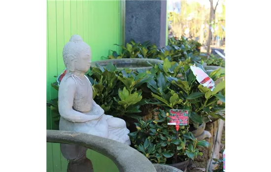 Buddah
