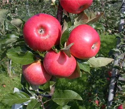 Malus domestica 'Kardinal Bea'
