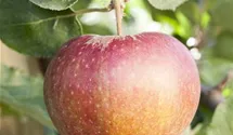 Apfel 'Korbiniansapfel'