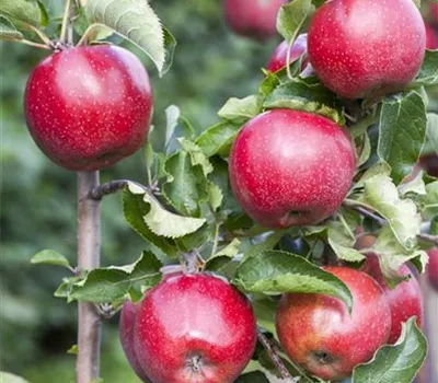 Malus domestica 'Florina'