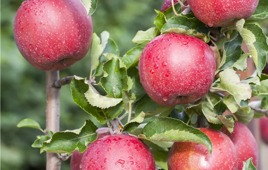 Malus domestica 'Ingrid Marie'
