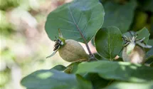 Birnenquitte 'Vranja'