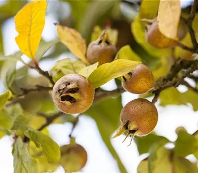 Mespilus germanica 'Nottingham' Mespilus germanica 'Nottingham'