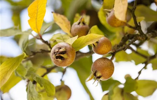 Mespilus germanica 'Nottingham'
