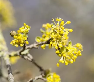 Cornus mas Cornus mas