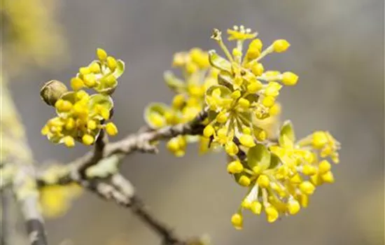 Cornus mas