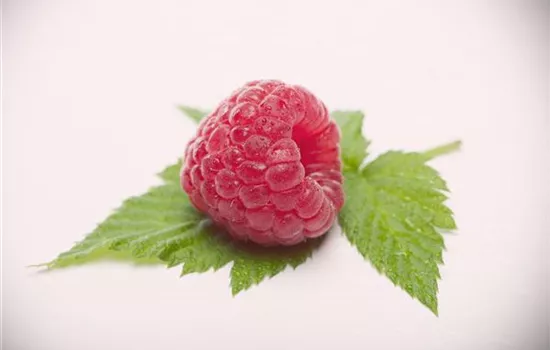 Rubus idaeus 'Himbo-Top'®
