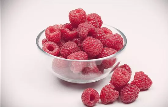 Rubus idaeus 'Aroma-Queen'(s)