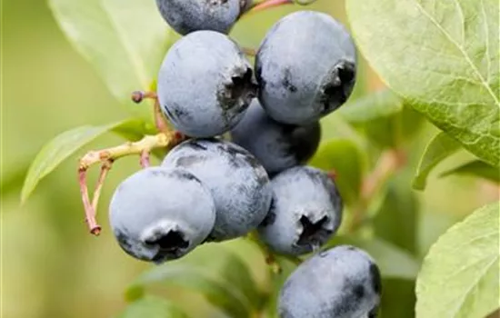 Vaccinium corymbosum 'Bluecrop'