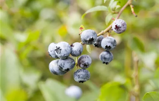 Vaccinium corymbosum 'Hortblue Petite'®
