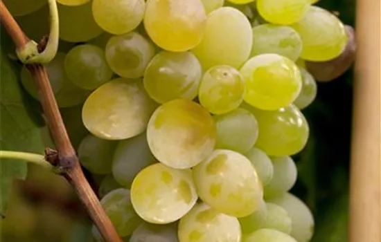 Vitis vinifera 'Pölöskei Muscotaly'