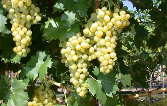 Vitis vinifera 'Phoenix'