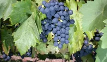 Tafeltraube 'Königliche Esthertraube'