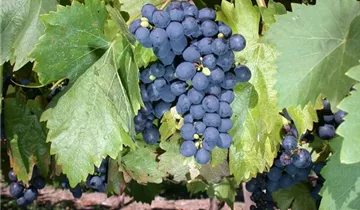Tafeltraube 'Königliche Esthertraube'