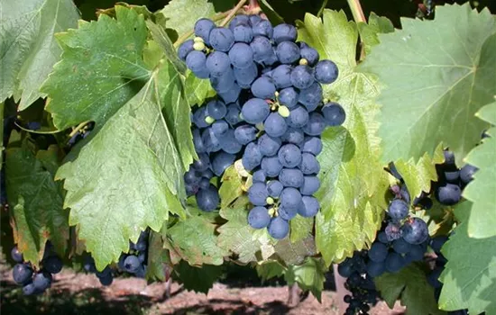 Vitis vinifera 'Muscat Bleu'