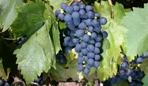 Tafeltraube 'Königliche Esthertraube'