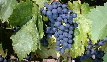 Tafeltraube 'Königliche Esthertraube'