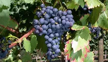 Tafeltraube 'Königliche Esthertraube'
