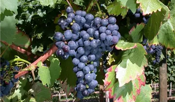 Tafeltraube 'Königliche Esthertraube'