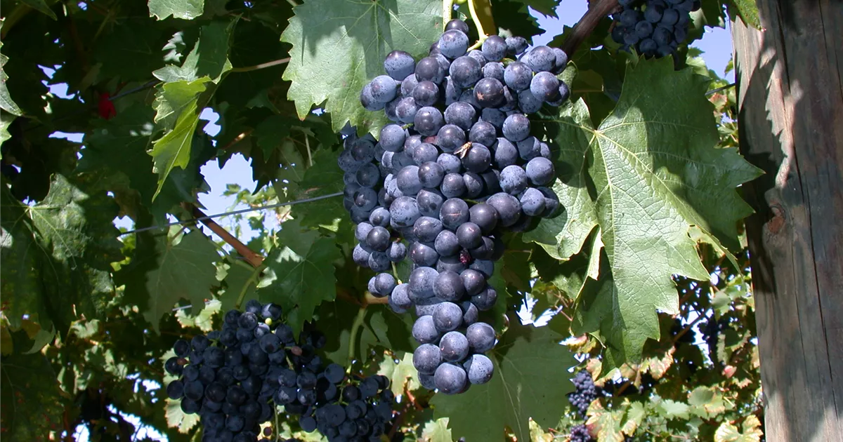 Vitis vinifera 'Venus'
