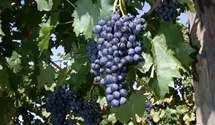 Tafeltraube 'Königliche Esthertraube'