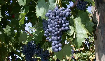 Tafeltraube 'Königliche Esthertraube'