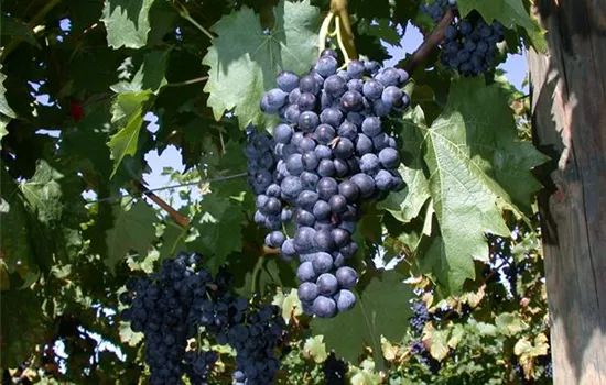Vitis vinifera 'Venus'
